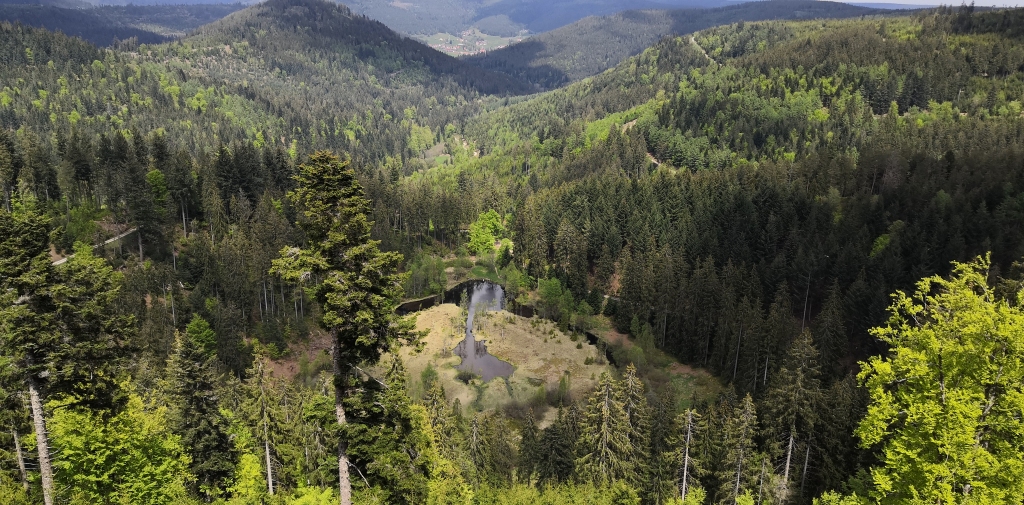 [... Bild: Blick in die Natur im Schwarzwald: Ellbachsee ...]